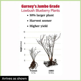 Dwarf TopHat Lowbush Blueberry Plant