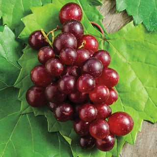 RazzMatazz® Seedless Grape Vine