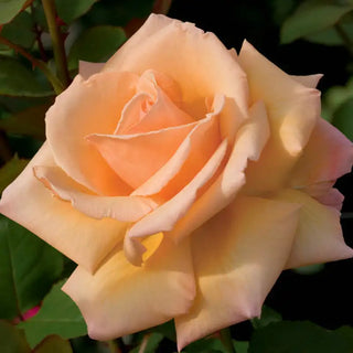 Over the Moon™ Hybrid Tea Rose