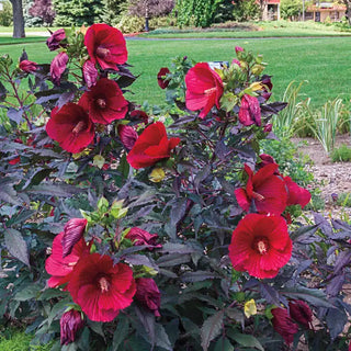 Midnight Marvel Hibiscus Plant