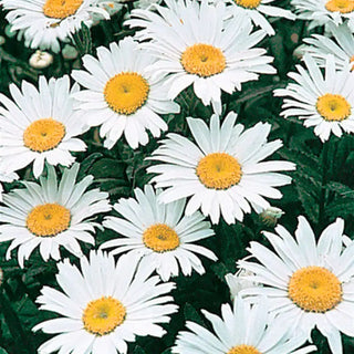 Alaska Shasta Daisy