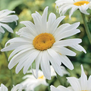 Alaska Shasta Daisy