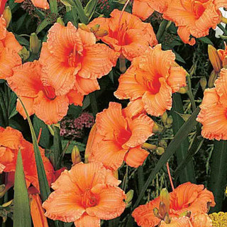 Dwarf Double Persimmon Daylily