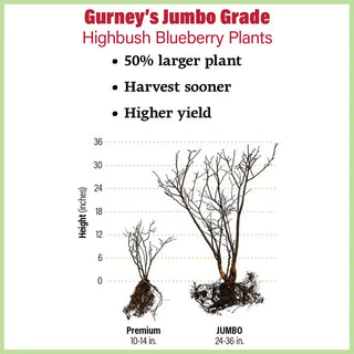 Patriot Northern Highbush Blueberry