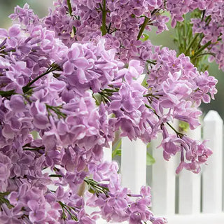 Lilacs