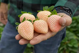 Strawberry