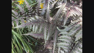 Japanese Painted Fern