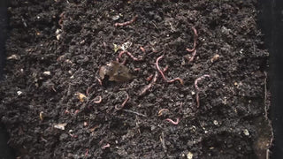 Basic Worm Factory Worm Composting System