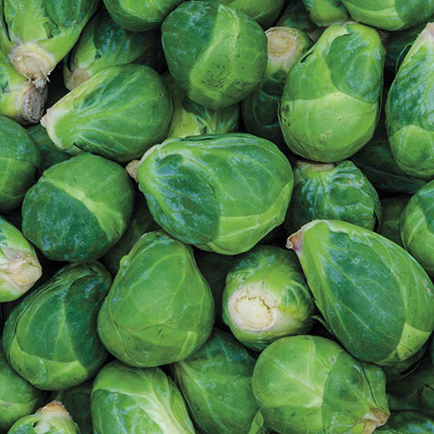 Royal Marvel Hybrid Brussels Sprouts