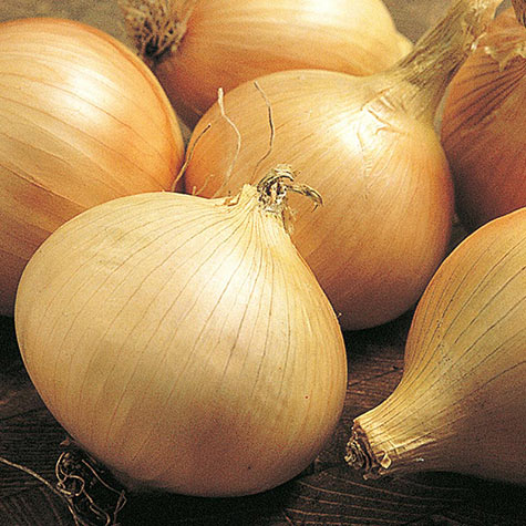 Onions from last season can provide tops to use in cooking.