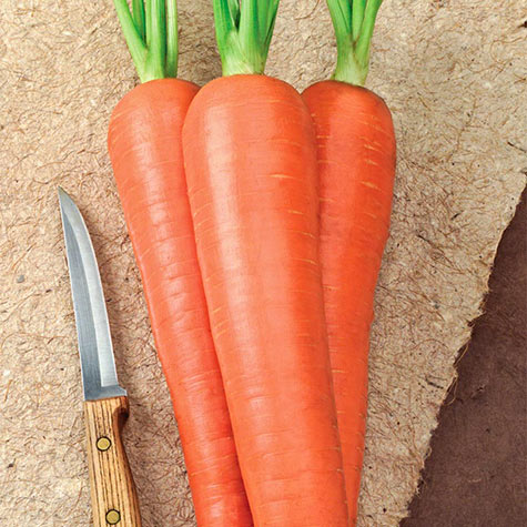 Envy Hybrid Carrot