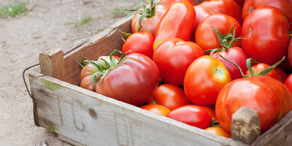 Hybrid vs. Heirloom Tomatoes