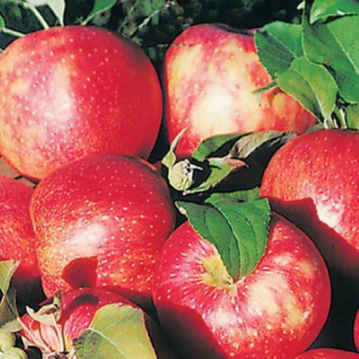 Honeycrisp Apple Information: Learn About Growing Honeycrisp Apples