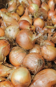 storing onions