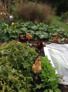 Floating row covers keep the birds from pecking at seedlings.