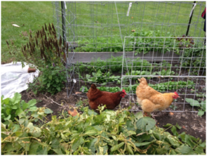 Chickens do a great job of ridding the garden of pests and rotted veggies.