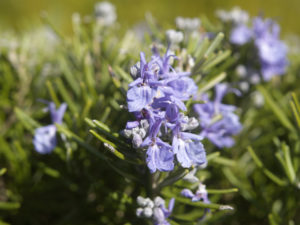 The flowers from many of your favorite herbs are edible – and delicious!