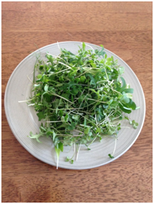 Easy to grow indoors, microgreens can provide fresh nutrition when it’s too cold to garden outdoors.
