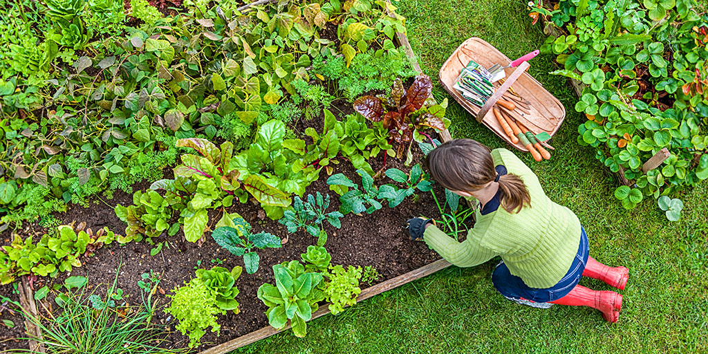 Vegetable Crop Rotation to Maximize Your Garden’s Potential 