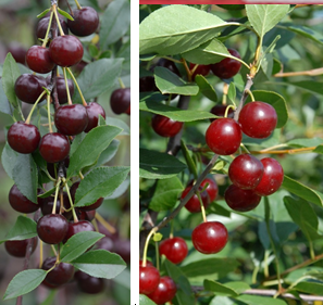 The cherries on the left are at peak ripeness, the cherries on the right are not ripe yet.