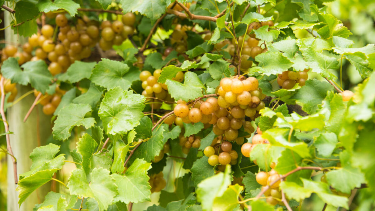 grapevine grace: master growing and training grapevines efficiently