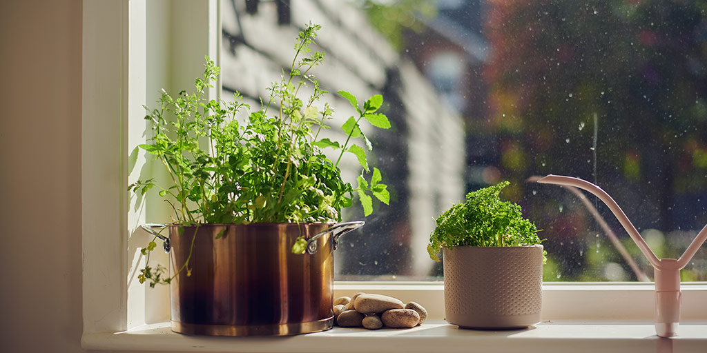 Guide to Growing Herbs Indoors 