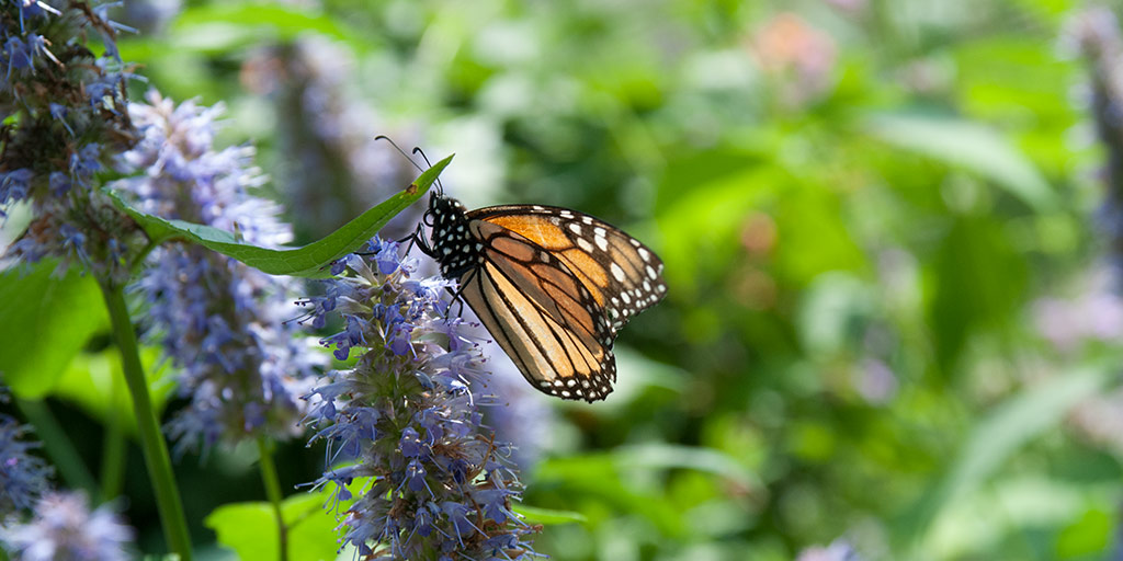 How to Attract Pollinators to Your Home Garden 